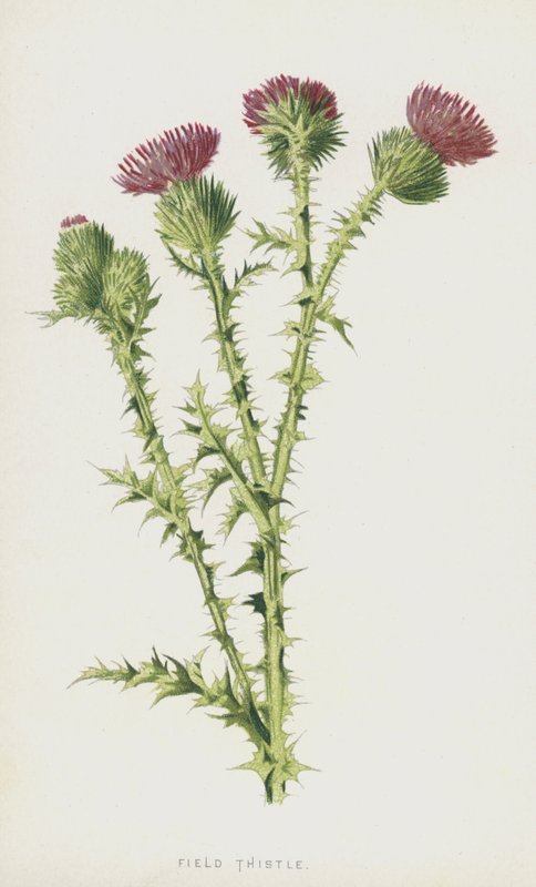 Chardon des champs - Frederick Edward Hulme