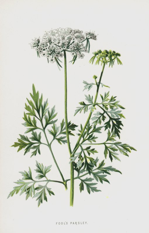 Ciguë des jardins - Frederick Edward Hulme