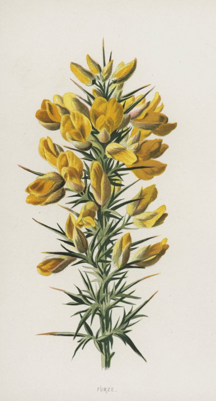 Ajonc - Frederick Edward Hulme