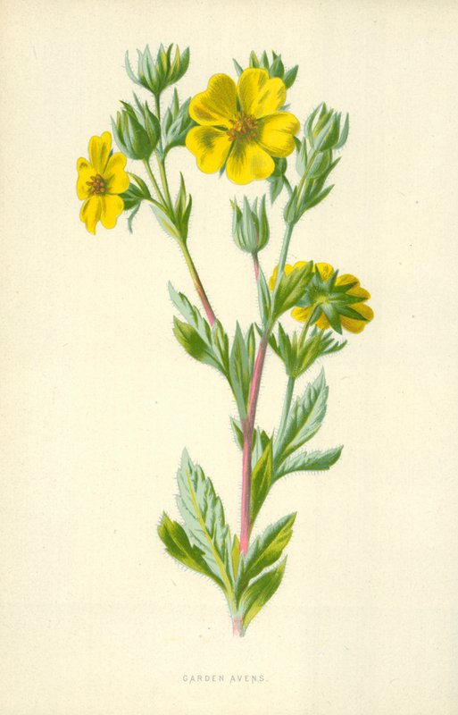 Benoîte des jardins - Frederick Edward Hulme