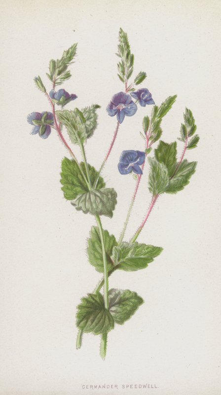 Véronique petit-chêne - Frederick Edward Hulme