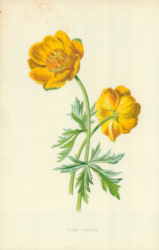 Trolle - Frederick Edward Hulme