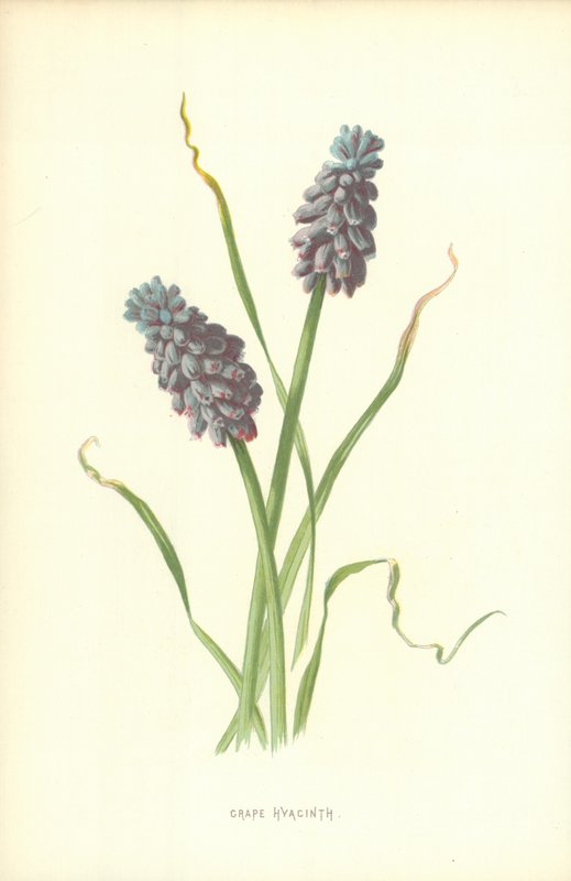 Muscari - Frederick Edward Hulme
