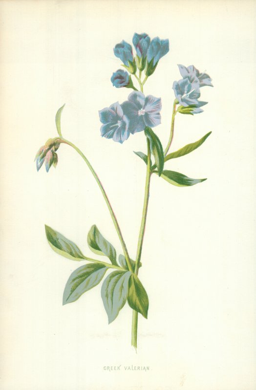 Valériane grecque - Frederick Edward Hulme