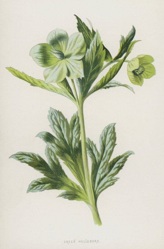 Hellébore vert - Frederick Edward Hulme