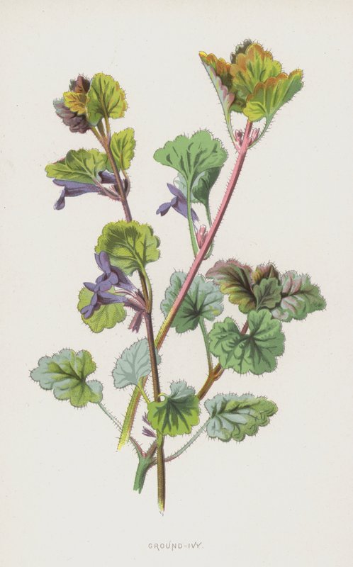 Lierre terrestre - Frederick Edward Hulme