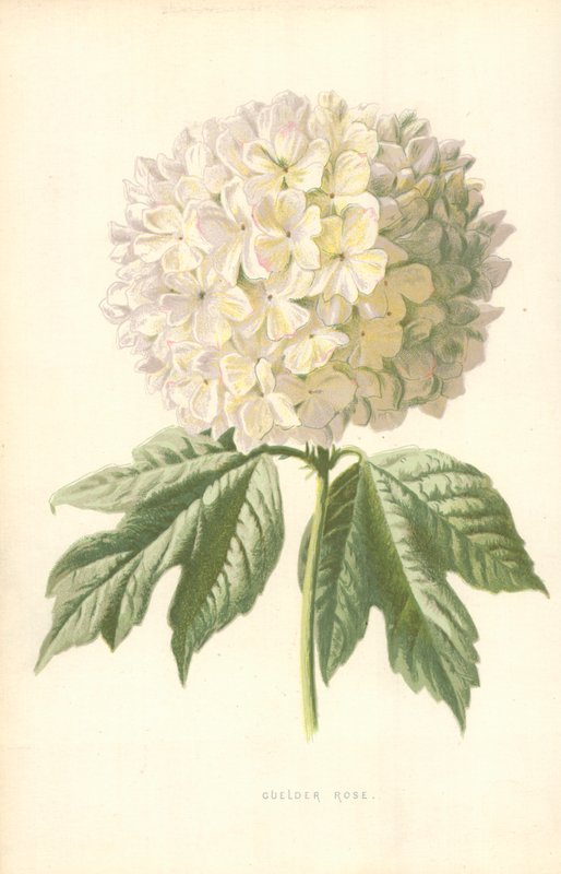 Viorne obier - Frederick Edward Hulme