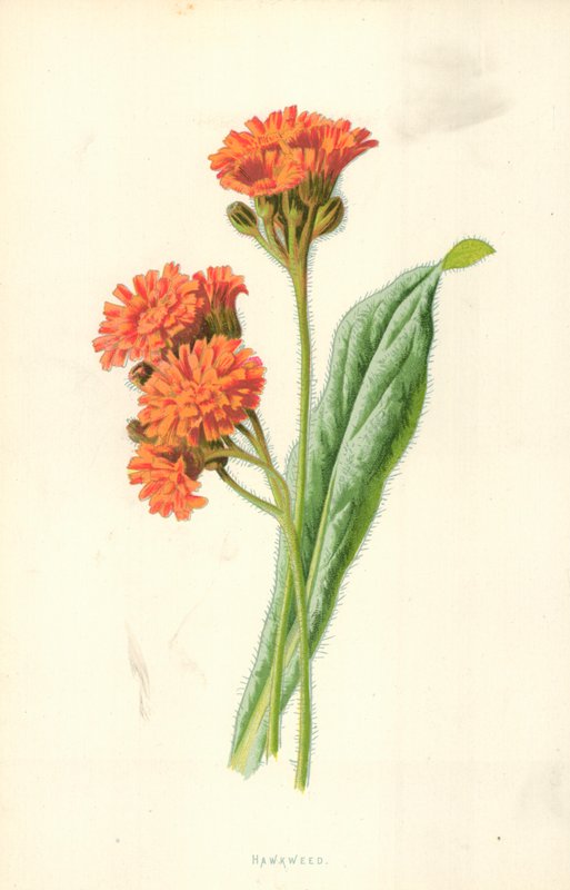 Épervière - Frederick Edward Hulme