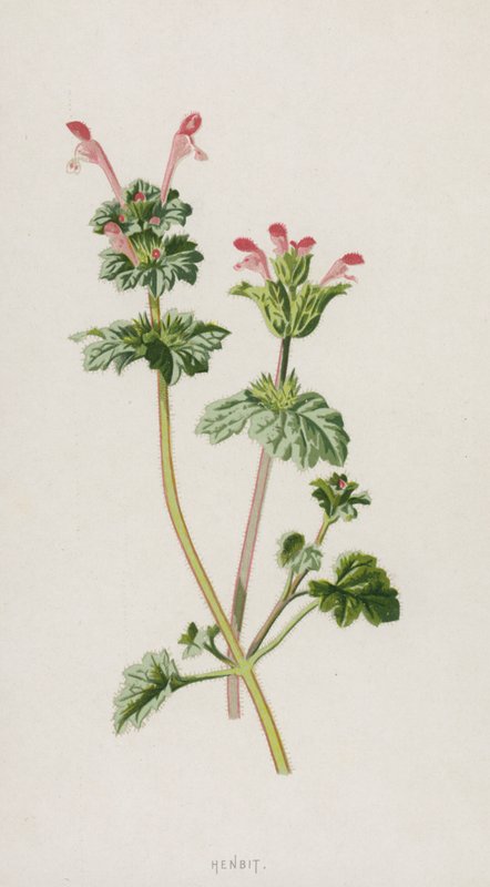 Lamier amplexicaule - Frederick Edward Hulme