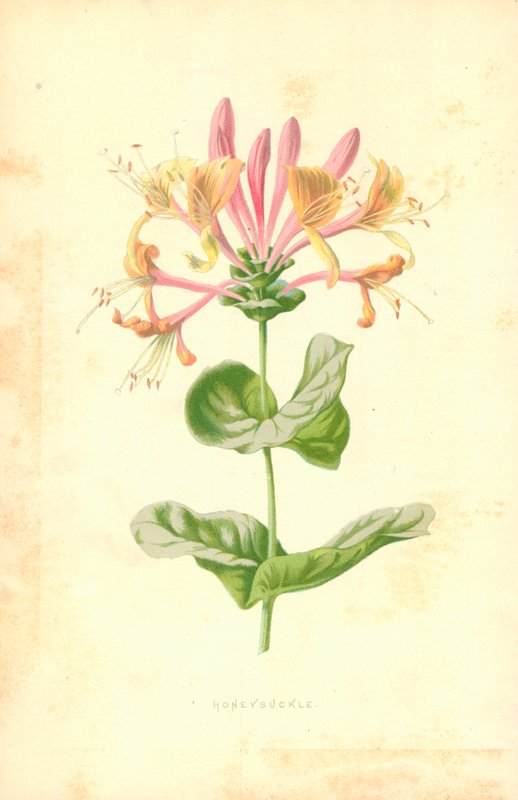 Chèvrefeuille - Frederick Edward Hulme