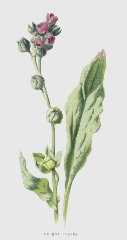 Cynoglosse - Frederick Edward Hulme