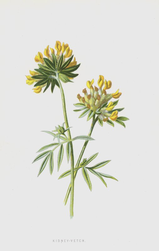 Anthyllide vulnéraire - Frederick Edward Hulme