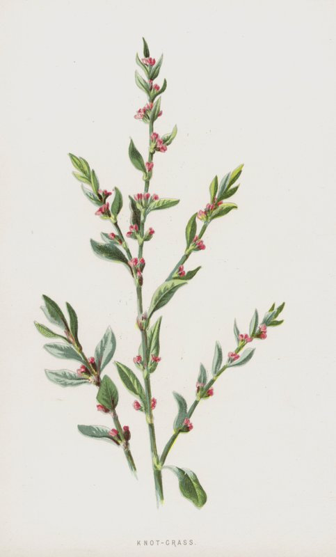 Renouée des oiseaux - Frederick Edward Hulme