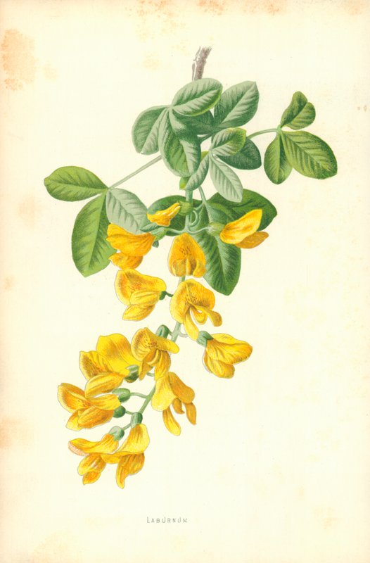 Cytise - Frederick Edward Hulme