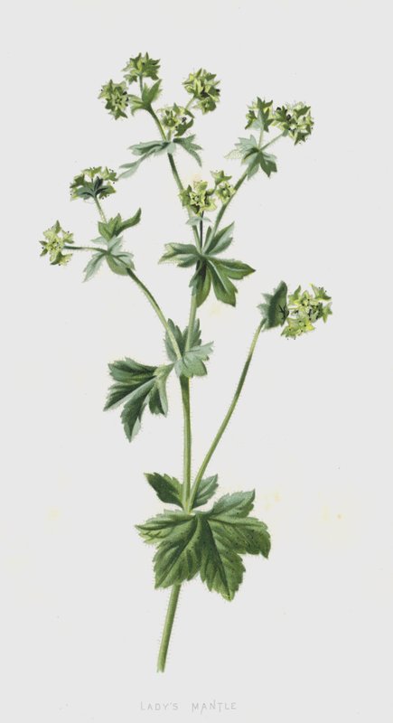 Alchémille - Frederick Edward Hulme