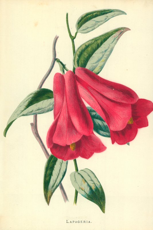 Lapageria - Frederick Edward Hulme