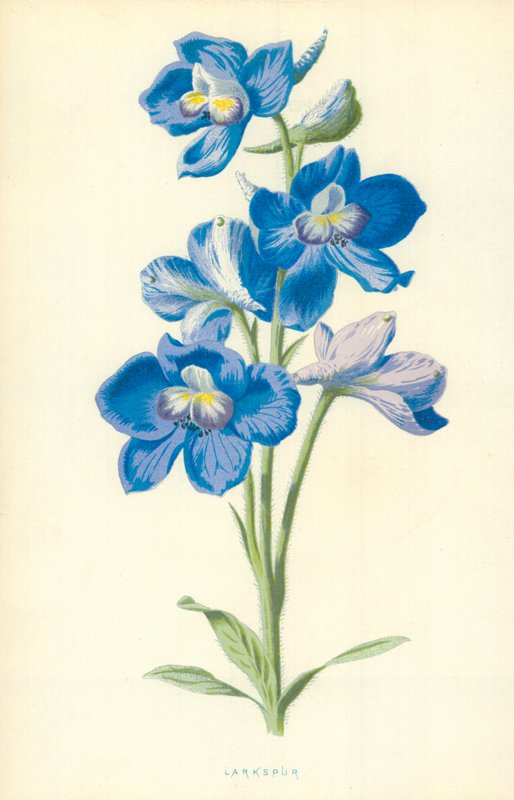 Delphinium - Frederick Edward Hulme