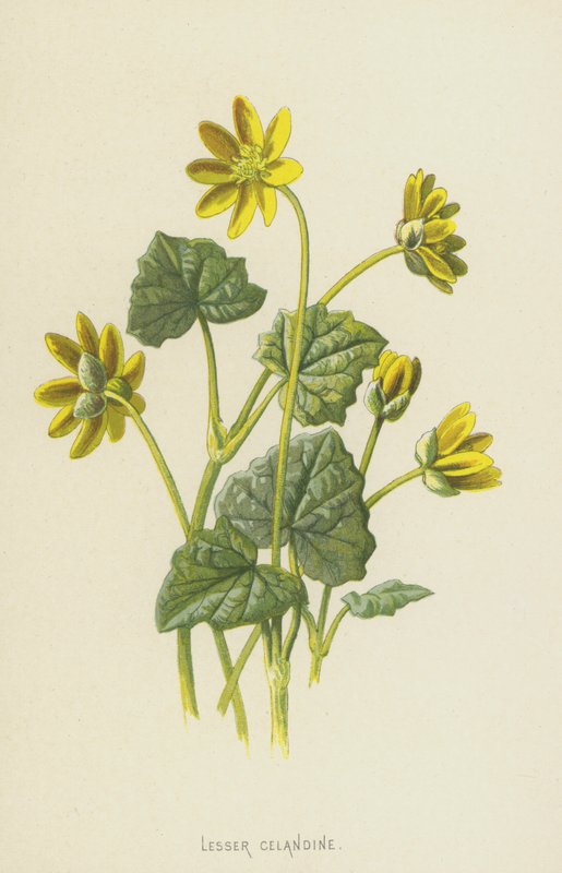 Ficaire fausse-renoncule - Frederick Edward Hulme