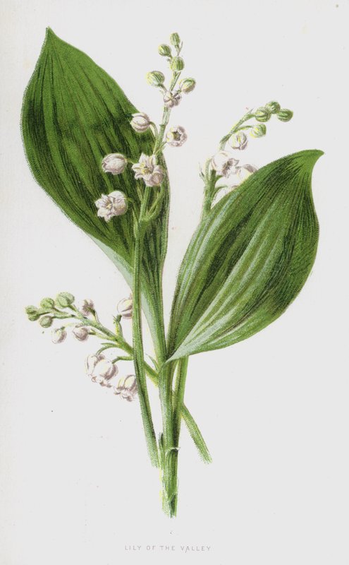 Muguet - Frederick Edward Hulme