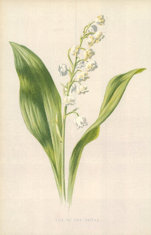Muguet - Frederick Edward Hulme