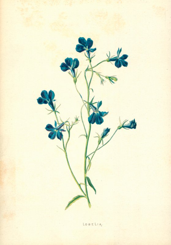 Lobélie - Frederick Edward Hulme
