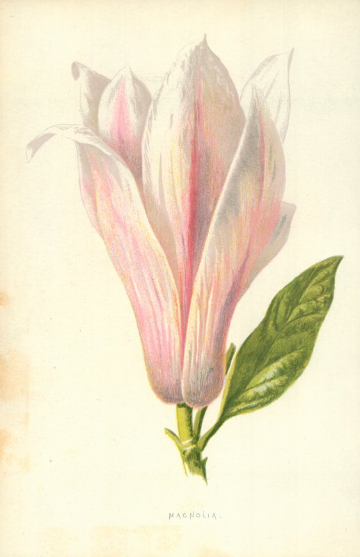 Magnolia - Frederick Edward Hulme
