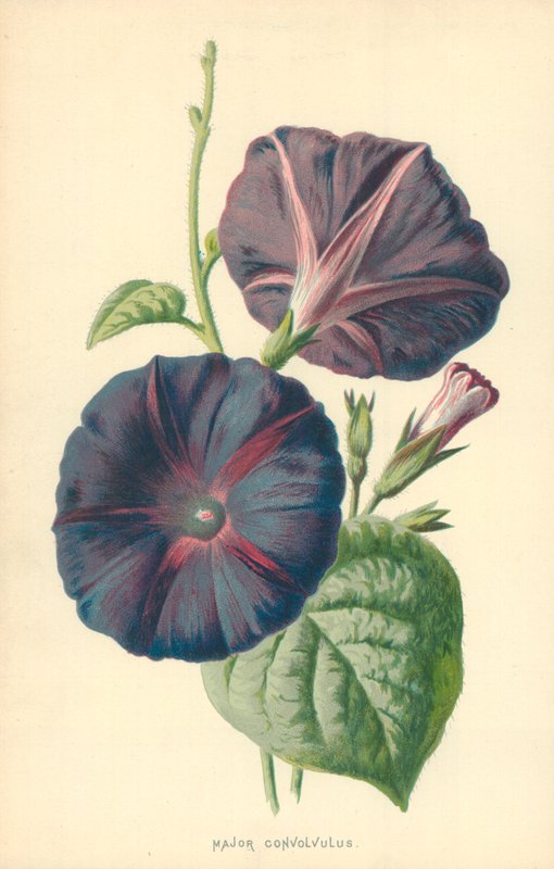 Major Convolvulus - Frederick Edward Hulme