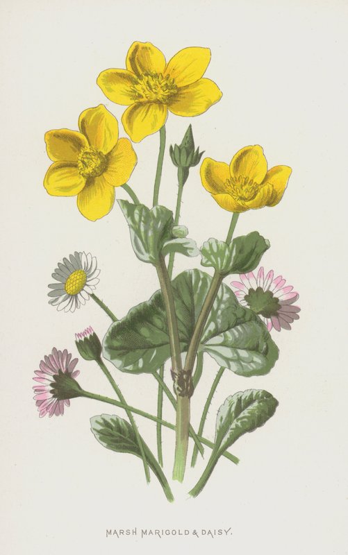 Populage des marais et Pâquerette - Frederick Edward Hulme