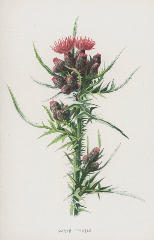 Chardon des marais - Frederick Edward Hulme