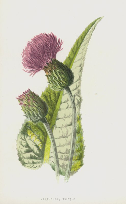 Chardon mélancolique - Frederick Edward Hulme
