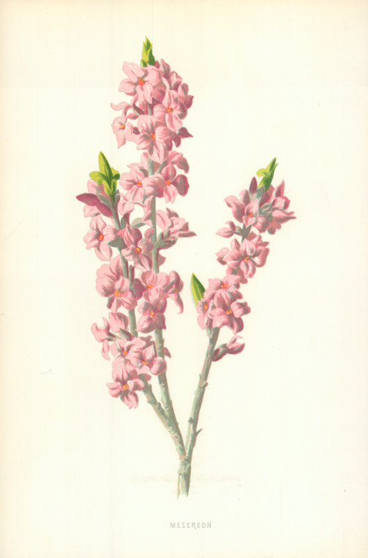 Mézéréon - Frederick Edward Hulme