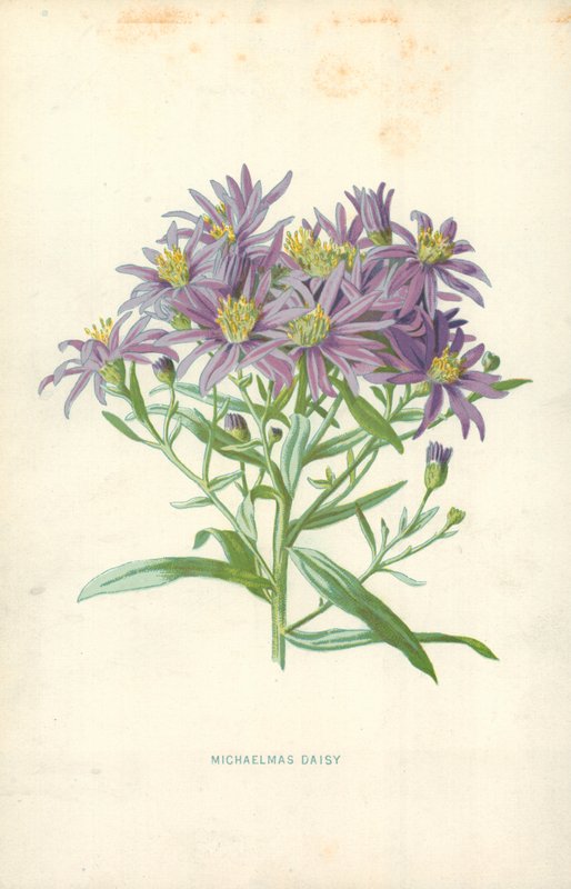 Aster des jardins - Frederick Edward Hulme