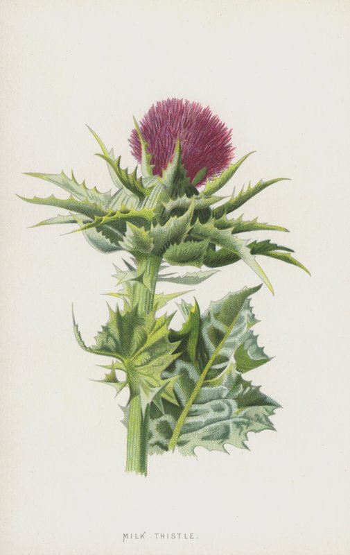 Chardon-Marie - Frederick Edward Hulme