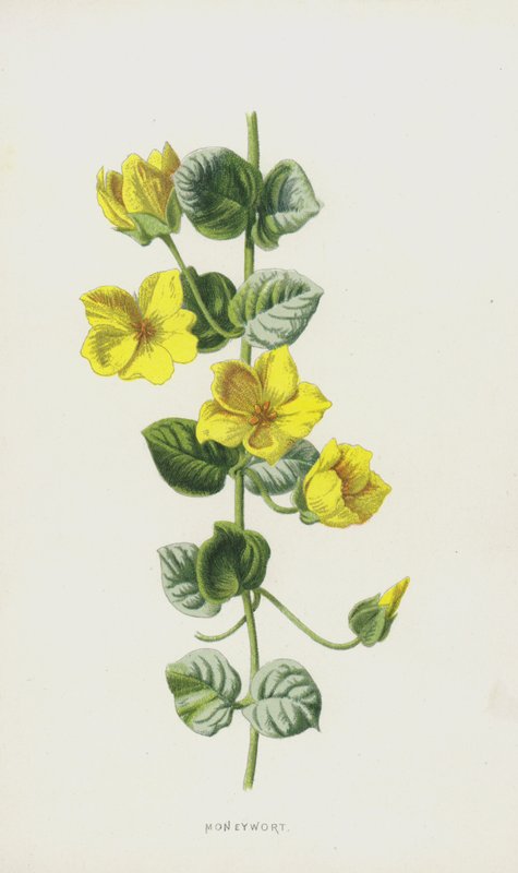 Lysimaque nummulaire - Frederick Edward Hulme