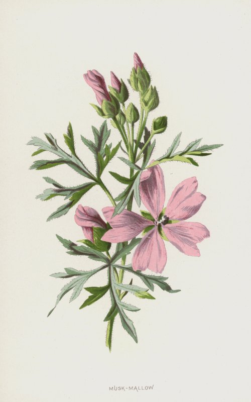 Mauve musquée - Frederick Edward Hulme
