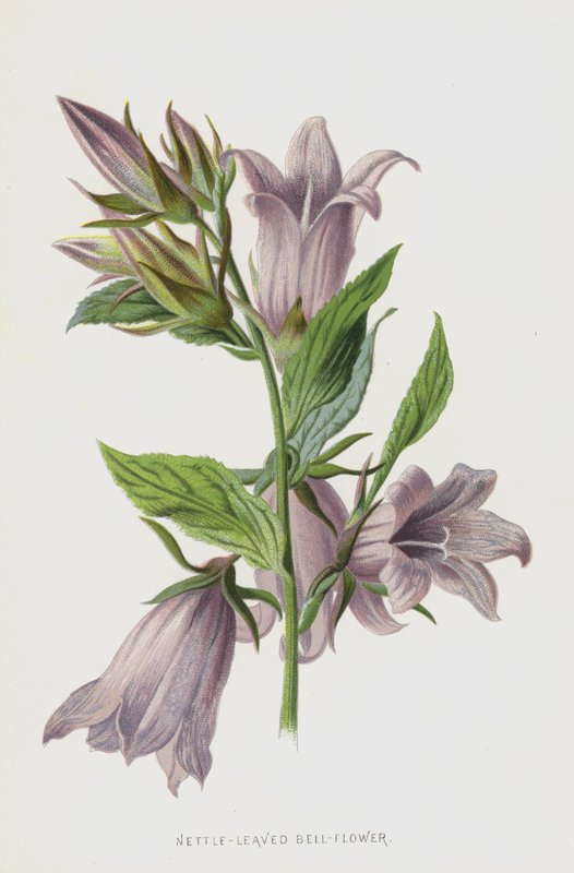 Campanule à feuilles d