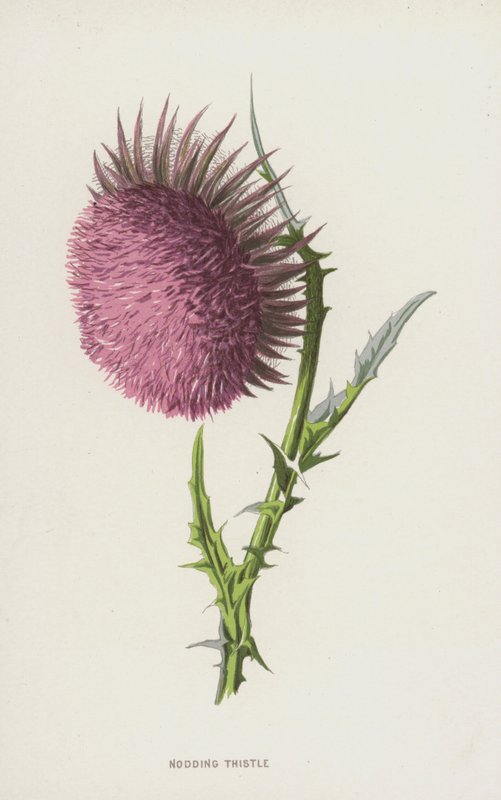 Chardon penché - Frederick Edward Hulme