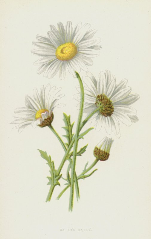 Marguerite - Frederick Edward Hulme
