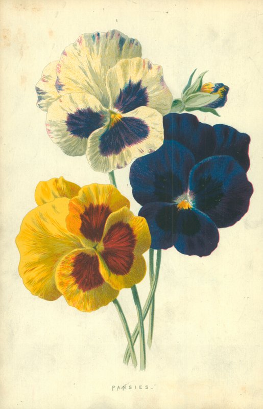 Pensées - Frederick Edward Hulme