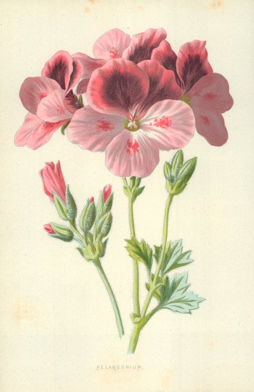 Pélargonium - Frederick Edward Hulme