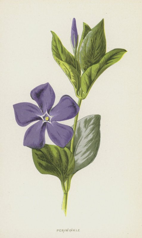 Pervenche - Frederick Edward Hulme