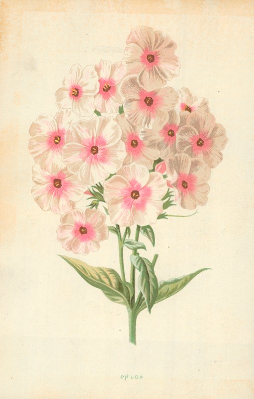 Phlox - Frederick Edward Hulme