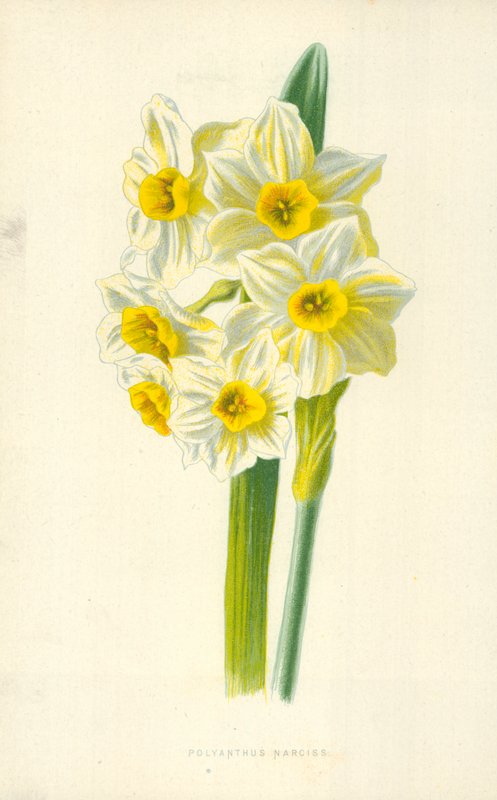 Narcisse Polyanthus - Frederick Edward Hulme