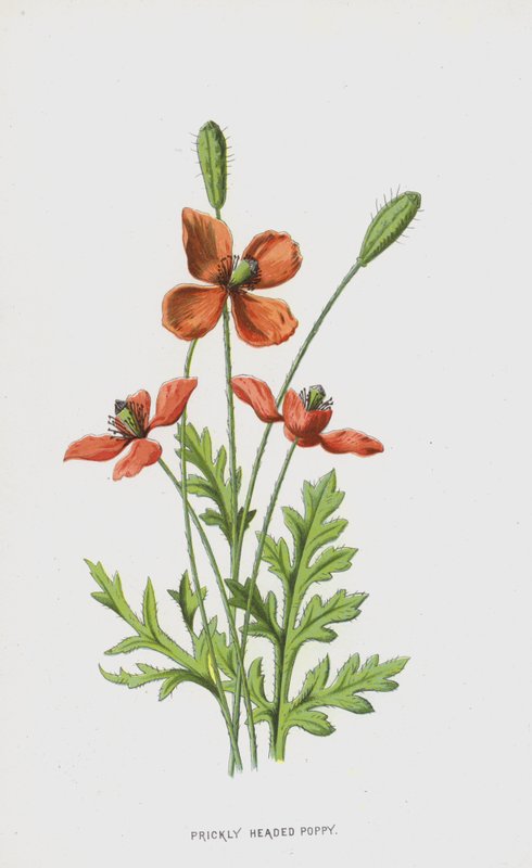 Pavot à tête épineuse - Frederick Edward Hulme
