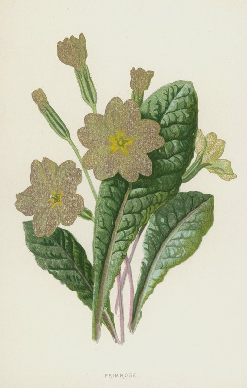 Primevère - Frederick Edward Hulme