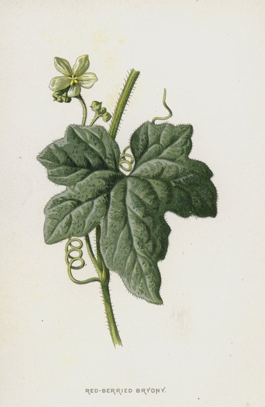 Bryone dioïque - Frederick Edward Hulme