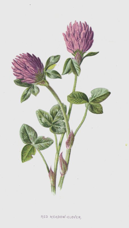 Trèfle des prés rouge - Frederick Edward Hulme