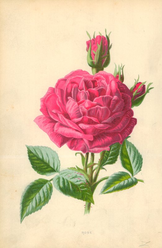 Rose - Frederick Edward Hulme
