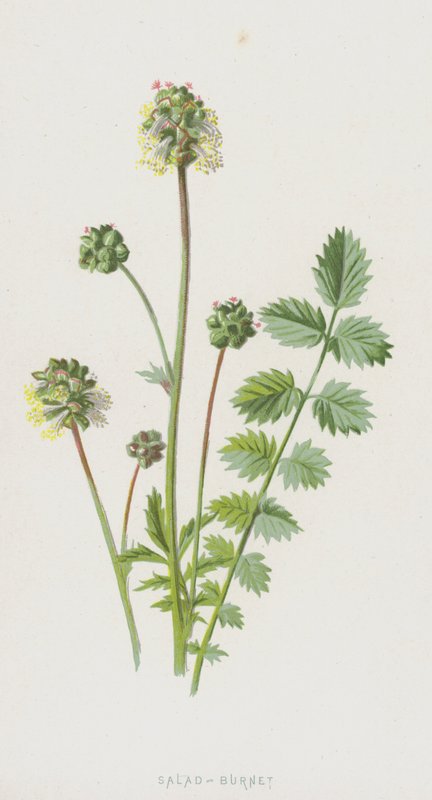 Pimprenelle - Frederick Edward Hulme