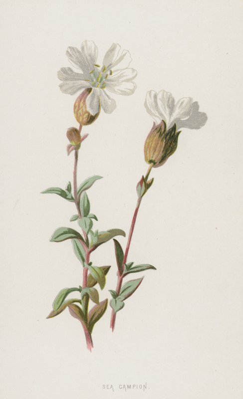 Silène maritime - Frederick Edward Hulme